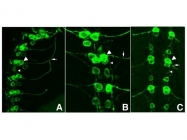 NB100-1771 - GFP
