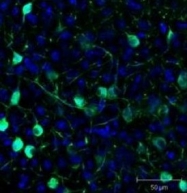 NB100-1771 - GFP