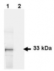 NB100-1771 - GFP