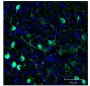 NB100-1770 - GFP