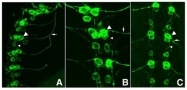NB100-1770 - GFP