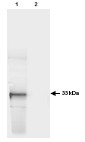 NB100-1770 - GFP