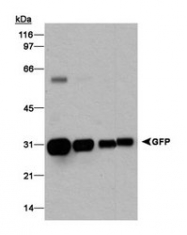 NB600-310 - GFP