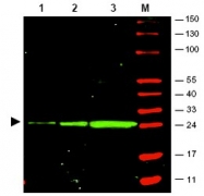 NB600-597 - GFP
