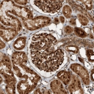 NBP1-81784 - GIGYF1
