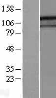 NBL1-11070 - GIGYF1 Lysate