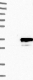NBP1-82747 - GINS4 / SLD5