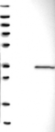 NBP1-82748 - GINS4 / SLD5