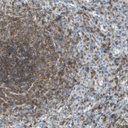 NBP1-90199 - TNFRSF18 / GITR