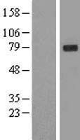 NBL1-11105 - GLB1 Lysate