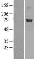 NBL1-11106 - GLB1 Lysate
