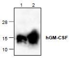 NBP1-45598 - GM-CSF