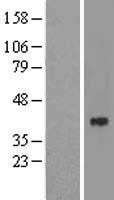 NBL1-11167 - GNB3 Lysate