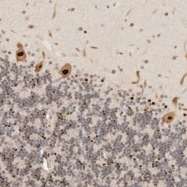 NBP1-80733 - Vasculin-like protein 1