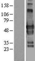 NBL1-11218 - GPBP1L1 Lysate