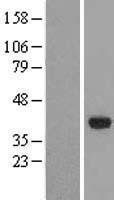 NBL1-11225 - GPD1L Lysate