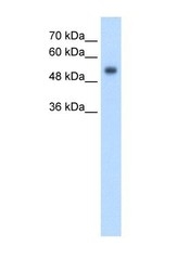 NBP1-69244 - GPR161
