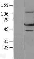 NBL1-10309 - GTP binding protein era homolog Lysate