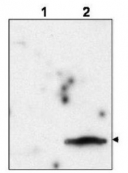 NBP1-78117 - FIV p15 gag