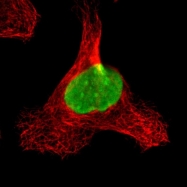 NBP1-83308 - Histone H1.0