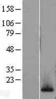 NBL1-11423 - H2AFV Lysate