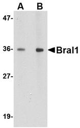 NBP1-77322 - Brain link protein 1 / BRAL1
