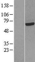 NBL1-15210 - HCC1 Lysate
