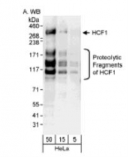 NB100-68209 - Host cell factor / HCFC1