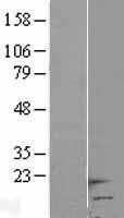 NBL1-11472 - HCP5 Lysate
