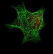 NBP1-78101 - HDAC1