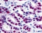 NBP1-78101 - HDAC1