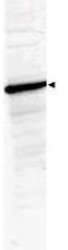 NBP1-78101 - HDAC1