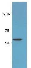 NBP1-78101 - HDAC1