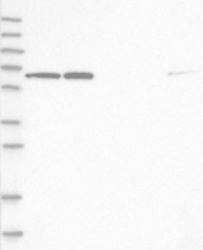 NBP1-83350 - HDAC1