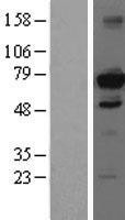 NBL1-11478 - HDAC10 Lysate