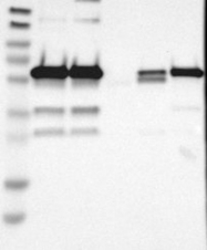 NBP1-87109 - HDAC2
