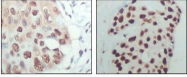 NBP1-47530 - HDAC3