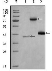 NBP1-47530 - HDAC3