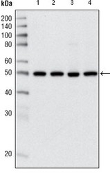 NBP1-47529 - HDAC3