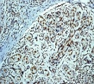 NB100-79966 - HDAC3