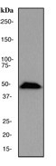 NB100-79966 - HDAC3