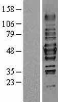 NBL1-11481 - HDAC3 Lysate