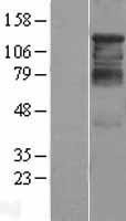 NBL1-11482 - HDAC4 Lysate