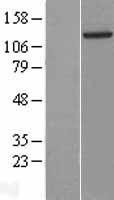 NBL1-11483 - HDAC5 Lysate