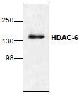 NBP1-45611 - HDAC6