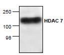 NBP1-45612 - HDAC7