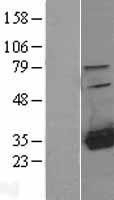 NBL1-11492 - HDHD2 Lysate
