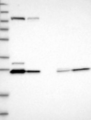 NBP1-86706 - HDHD3