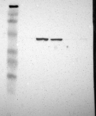 NBP1-88019 - DNAJA1 / HDJ2