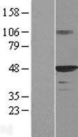NBL1-09929 - HDJ2 Lysate